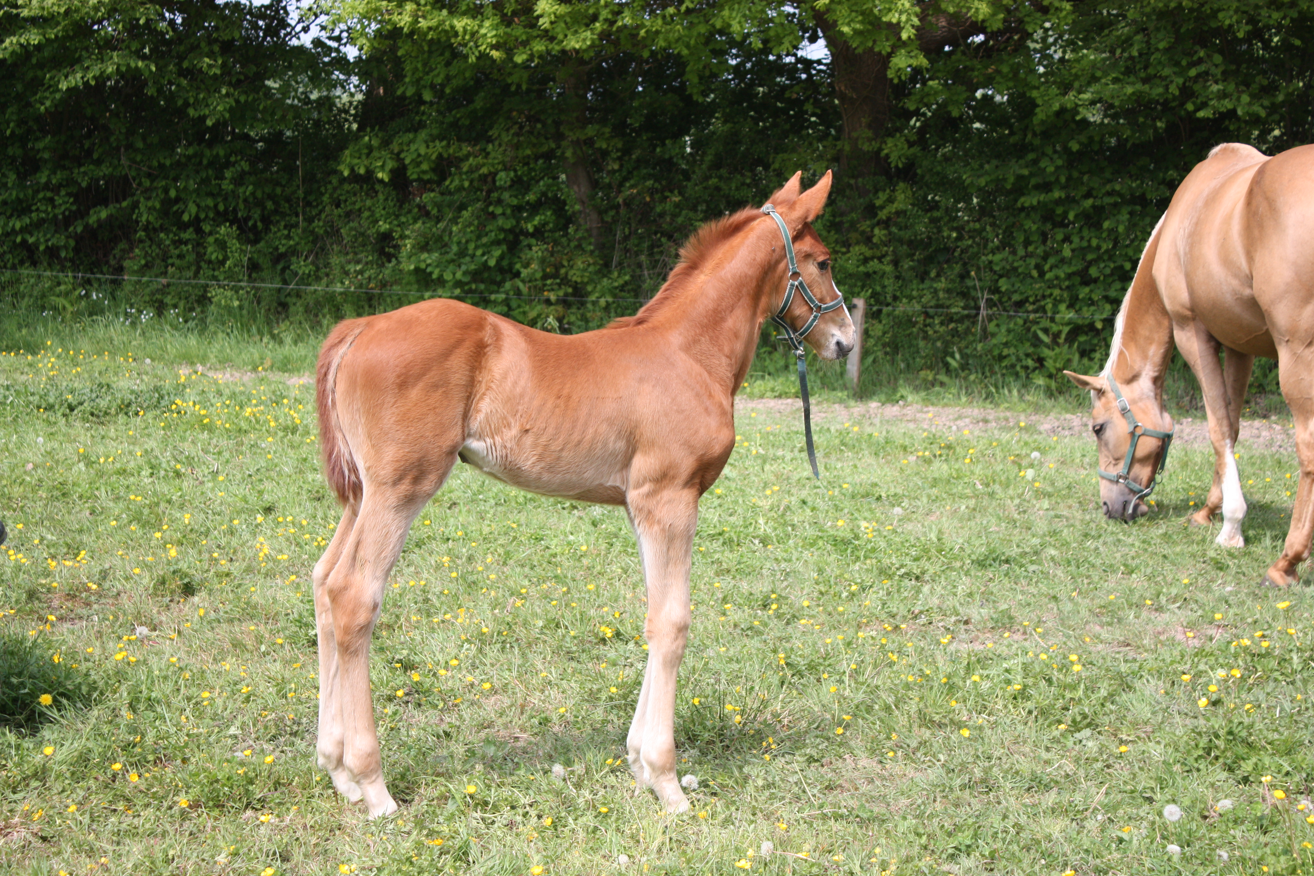 Baccarat foal