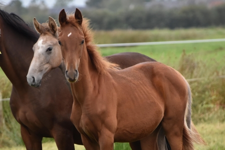 slider_horse_1.horse_nom}