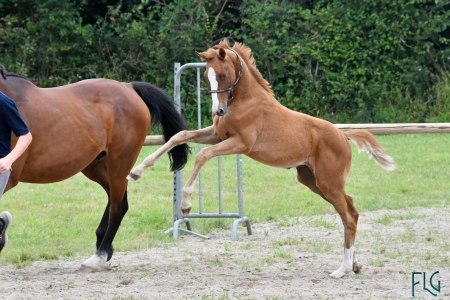 slider_horse_1.horse_nom}